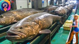 А вы знали, Как МИЛЛИАРДЫ груперов выращиваются и перерабатываются?