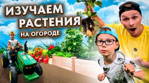 ИЗУЧАЕМ РАСТЕНИЯ НА ОГОРОДЕ | ОТКУДА БЕРУТСЯ ЧИПСЫ