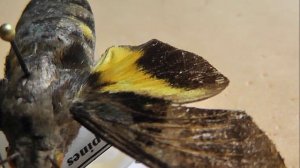 БРАЖНИКИ: 478. Macroglossum canlaonensis