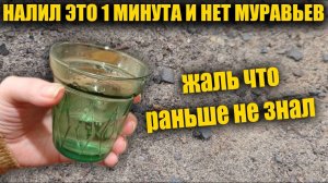 Как легко избавиться от муравьев в огороде! Проверил 100% работает!