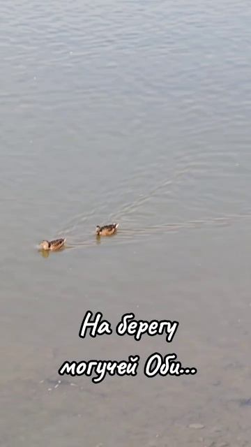 Утки собираются в дорогу? смотреть онлайн