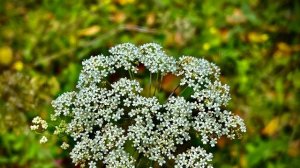Село Пеньки, коровки, природа🏞️🏠🌿🌾🌼🐮🐄🌿