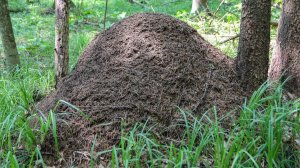 Памятник природы « Поселение лесных муравьев «Муравьиные столбы»» (ООПТ)