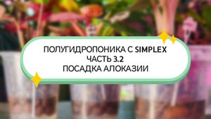 ПОЛУГИДРОПОНИКА С SIMPLEX ЧАСТЬ 3.2 АЛОКАЗИЯ БАМБИНО