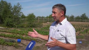 УРОЖАЙ СЕВЕРНОЙ КЛУБНИКИ