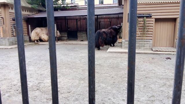 Московский зоопарк. Домашние яки.