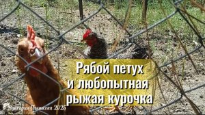 Рябой петух и любопытная рыжая курочка. А вы видели рябых петухов?