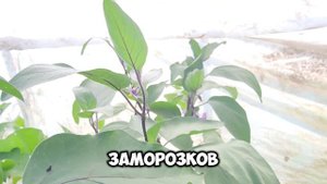 Обзор баклажанов сорта "Вера".