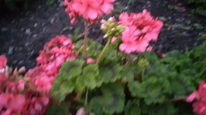 герань в открытом грунте