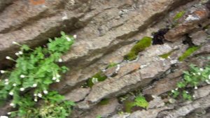 Приэльбрусье. Горная тропа, ведущая к каменным грибам...