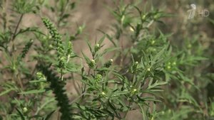 На юге России стартовал сезон цветения амброзии