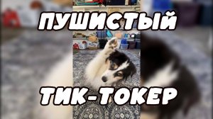 Пушистый Тик-Токер #забавныеживотные