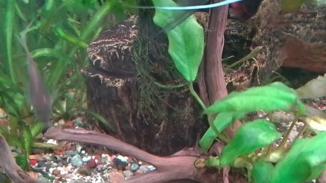 Мои аквариумы 13.08.2025г. смотреть онлайн