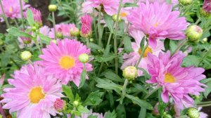 Звезда Подмосковья. Хризантема раннего срока цветения.