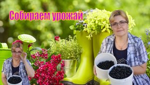 Убрала чеснок