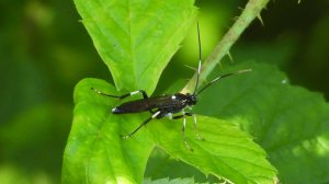 макро видео фотоаппаратом Никон Р1000, насекомые Amblyjoppa fuscipennis, 13 августа 2025