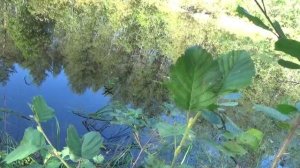 Можно ли есть сыктывкарский бородинский хлеб #5