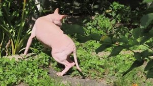 Василий что-то нашедший в кустах