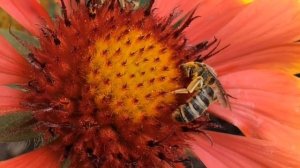 Медовый Спас - Как провести день и строгие запреты.