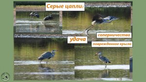 Серые цапли: удача раздражает, и старые гоняют молодую. А той подвисшее крыло не мешает ловить рыбу