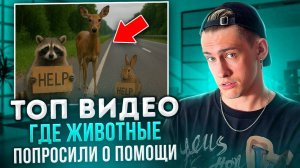 ТОП ВИДЕО ГДЕ ЖИВОТНЫЕ ПОПРОСИЛИ О ПОМОЩИ!