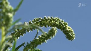 Врачи предупреждают аллергиков о цветении амброзии