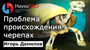 Проблема происхождения черепах – Игорь Данилов | Лекции по зоологии | Научпоп
