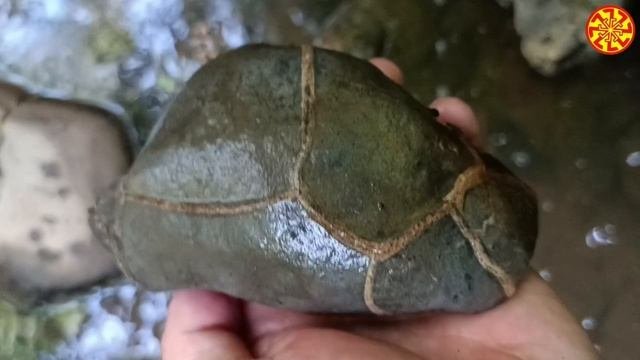 Септария / черепашка 🔥🔥🔥