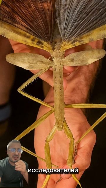 Гигантское насекомое смотреть онлайн