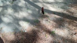 Абхазия Адлер Сириус Граница Пансионат Сосновая роща и Золотые пески Бельчата 14 августа 2025 г.