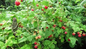 Малина в июле обязательно ли подкармливать во время сбора урожая