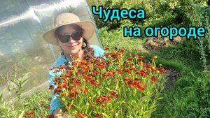 Чем нас порадовал наш огород 😊😁🤩