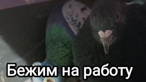 14-08-2025. Бежим на работу.