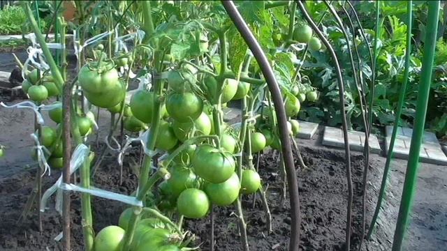 Безрассадные помидоры начали поспевать