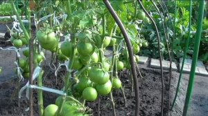 Безрассадные помидоры начали поспевать