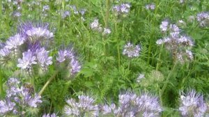 Пчёлы на фацелии. Один из самых любимых медоносов для пчёл - это фацелия. пчёлы с утра и до вечера