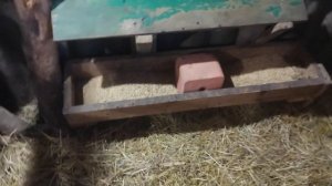 Работа по хозяйству, машина требует ремонта, проверил яйца, результат хороший.