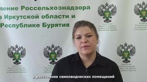 «Дышaть нeчeм»: yлaн-yдэнцы жaлyютcя нa coceдcкyю cвинoфepмy