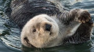 КАЛАН - житель морского леса