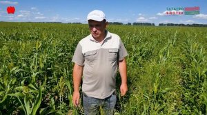 Зерновое сорго на технологии Ключ к Эффективному Фотосинтезу. Дамир Мунирович- Аппаков В. И., 2025