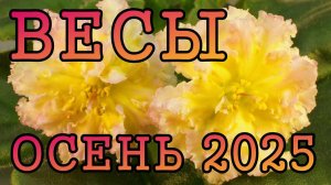 ВЕСЫ таро прогноз на ОСЕНЬ 2025 года (сентябрь, октябрь, ноябрь).