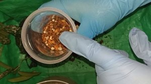 Пересадка хойи "Sungwookii". Перевожу на фитильный полив в минеральный грунт.
