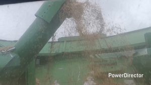 Овес, горох и непогода!