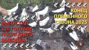 🕊🕊🕊 Выпустил 120 голубят. Последний выводок 2025 года. Конец племенного сезона.