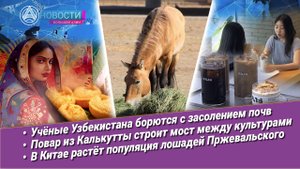 Новости Большой Азии (выпуск 1063): почва Приаралья, жара, повар из Калькутты, охрана диких лошадей