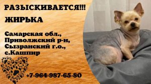Пропала собака! ЖИРЬКА. Самарская обл., Приволжский р-н, с.Кашпир.