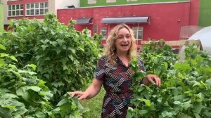 "День смородины"