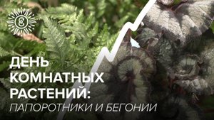 День комнатных растений в Царицыне. Папоротники и бегонии.