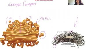 ЭПС. ЦИТОЛОГИЯ. ПОДГОТОВКА К ЕГЭ ПО БИОЛОГИИ