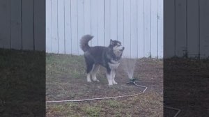 Посмеемся (926)